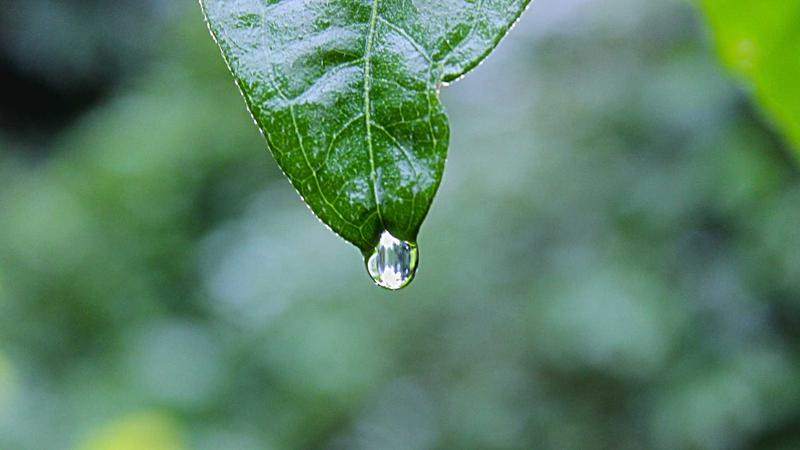 五一吃西瓜自建特色种植基地的大片瓜田
